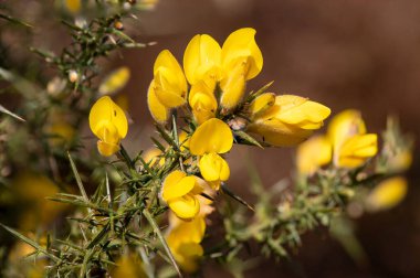 Çiçekler açan ortak gorse (ulex europaeus) çiçeklerini kapat