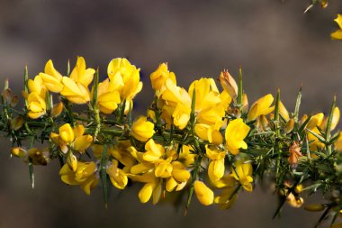 Çiçekler açan ortak gorse (ulex europaeus) çiçeklerini kapat