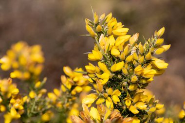 Çiçekler açan ortak gorse (ulex europaeus) çiçeklerini kapat