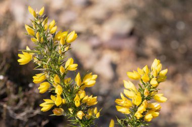 Çiçekler açan ortak gorse (ulex europaeus) çiçeklerini kapat