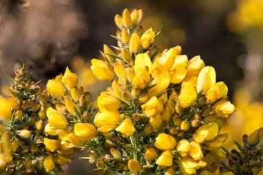 Close up of common gorse (ulex europaeus) flowers in bloom clipart