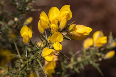 Çiçekler açan ortak gorse (ulex europaeus) çiçeklerini kapat