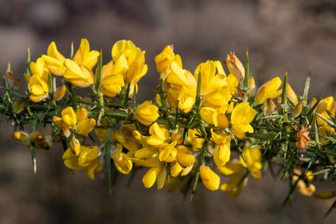 Çiçekler açan ortak gorse (ulex europaeus) çiçeklerini kapat