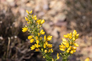 Çiçekler açan ortak gorse (ulex europaeus) çiçeklerini kapat