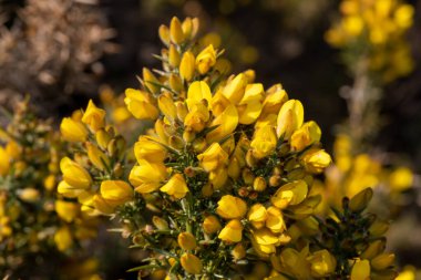 Çiçekler açan ortak gorse (ulex europaeus) çiçeklerini kapat