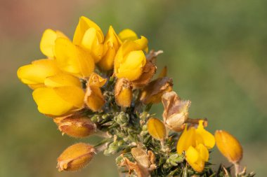 Çiçekler açan ortak gorse (ulex europaeus) çiçeklerini kapat