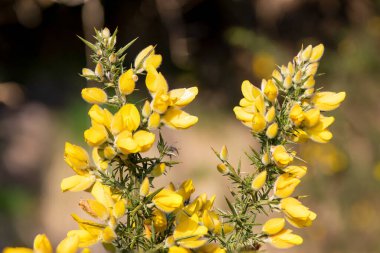 Çiçekler açan ortak gorse (ulex europaeus) çiçeklerini kapat