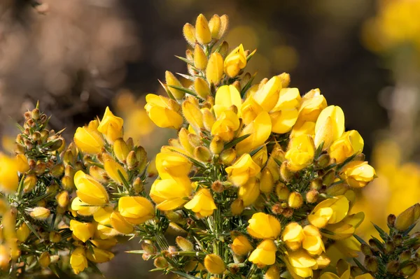 Çiçekler açan ortak gorse (ulex europaeus) çiçeklerini kapat
