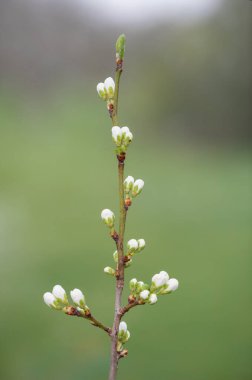 Close up of blackthorn (prunus spinosa) buds emerging clipart