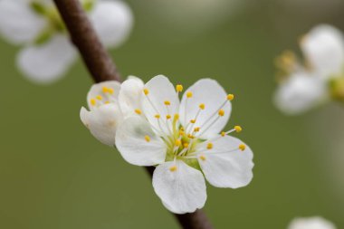 Blackthorn 'un Macro çekimi (prunus spinosa)