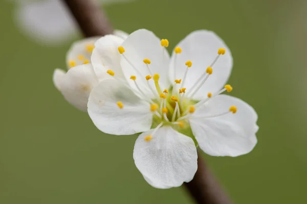 Макрознімок Цвітіння Чорнокоричневого Prunus Spinosa — стокове фото