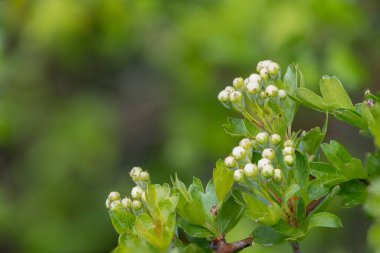 Hawthorn (krataegus monogyna) tomurcuklarını kapat