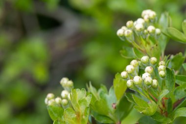 Hawthorn (krataegus monogyna) tomurcuklarını kapat