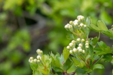 Hawthorn (krataegus monogyna) tomurcuklarını kapat