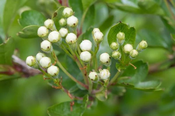 Gros Plan Des Bourgeons Aubépine Crataegus Monogyna — Photo