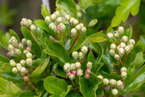 Gros Plan Des Bourgeons Aubépine Crataegus Monogyna — Photo