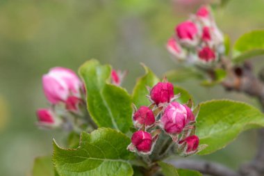 Pembe tomurcuklanma aşamasındaki bir elma dalının makro çekimi