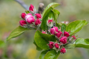 Pembe tomurcuklanma aşamasındaki bir elma dalının makro çekimi