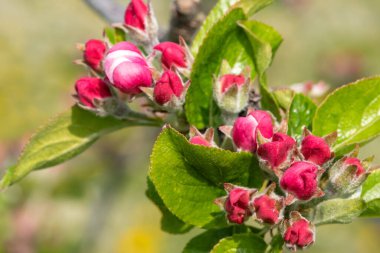 Pembe tomurcuklanma aşamasındaki bir elma dalının makro çekimi