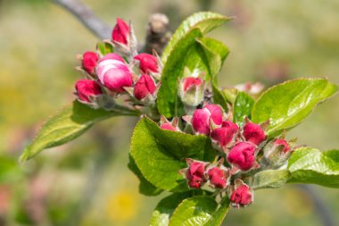 Pembe tomurcuklanma aşamasındaki bir elma dalının makro çekimi