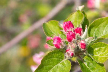 Pembe tomurcuklanma aşamasındaki bir elma dalının makro çekimi