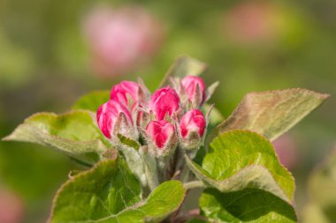 Pembe tomurcuklanma aşamasındaki bir elma dalının makro çekimi