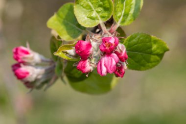 Pembe tomurcuklanma aşamasındaki bir elma dalının makro çekimi