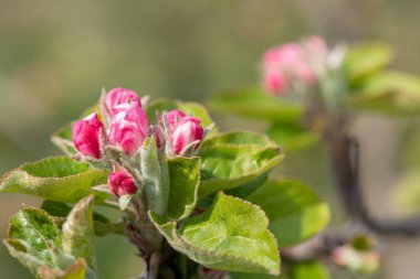 Pembe tomurcuklanma aşamasındaki bir elma dalının makro çekimi