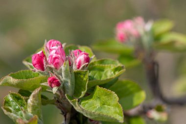 Pembe tomurcuklanma aşamasındaki bir elma dalının makro çekimi
