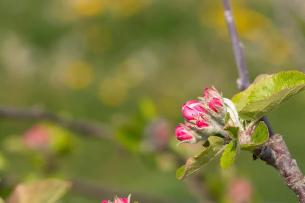 Macro shot of an apple branch at the pink bud growth stage
