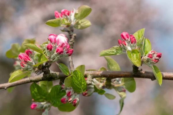 Close up of an apple branch at the pink bud growth stage
