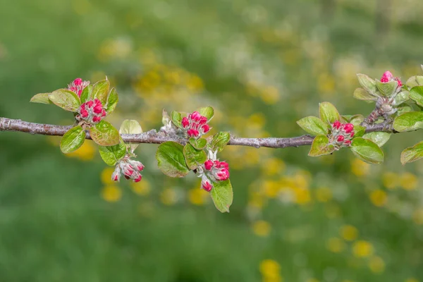 Close up of an apple branch at the pink bud growth stage