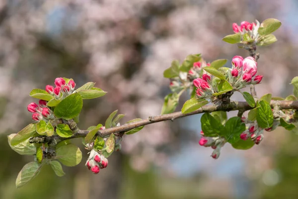 Close up of an apple branch at the pink bud growth stage