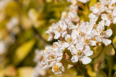 Meksika portakal çiçeği (choisyna ternata) çiçekli makro shot