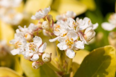 Meksika portakal çiçeği (choisyna ternata) çiçekli makro shot