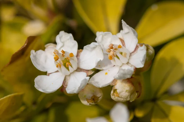 Makro Skott Mexikanska Apelsinblomma Choisyna Ternata Blommor Blom — Stockfoto