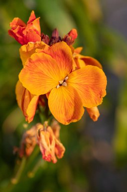 Çiçek açan bir duvar çiçeğinin (erysimum cheiri) kapağını kapat