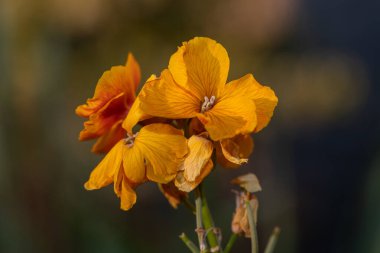 Çiçek açan bir duvar çiçeğinin (erysimum cheiri) kapağını kapat