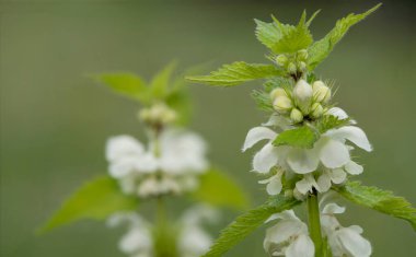 Isırgan otuna (urtica dioica) yakın plan