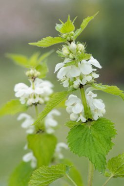 Isırgan otuna (urtica dioica) yakın plan
