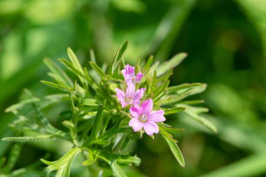 Çiçek açan sardunya (sardunya kolumbinum) çiçekleri.