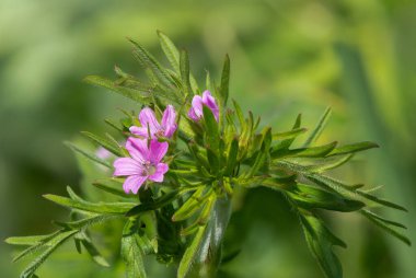 Çiçek açan sardunya (sardunya kolumbinum) çiçekleri.