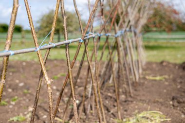 Ev yapımı destekleyici çerçeve koşucu fasulyeleri desteklemeye hazır