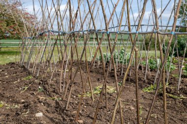 Ev yapımı destekleyici çerçeve koşucu fasulyeleri desteklemeye hazır