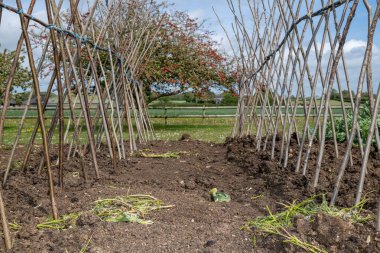 Ev yapımı destekleyici çerçeve koşucu fasulyeleri desteklemeye hazır