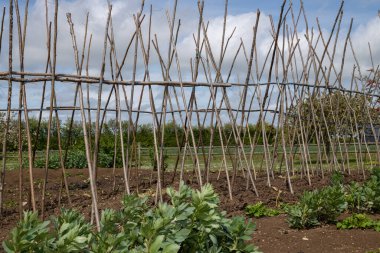 Ev yapımı destekleyici çerçeve koşucu fasulyeleri desteklemeye hazır