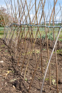 Ev yapımı destekleyici çerçeve koşucu fasulyeleri desteklemeye hazır