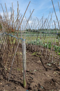 Ev yapımı destekleyici çerçeve koşucu fasulyeleri desteklemeye hazır