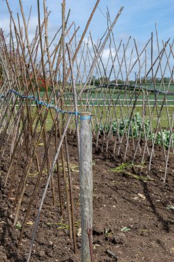 Ev yapımı destekleyici çerçeve koşucu fasulyeleri desteklemeye hazır