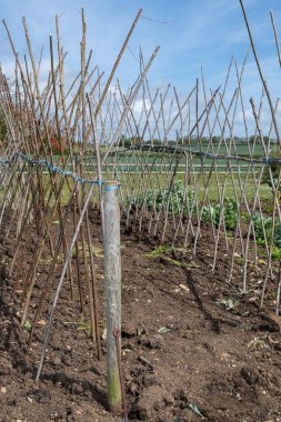 Ev yapımı destekleyici çerçeve koşucu fasulyeleri desteklemeye hazır